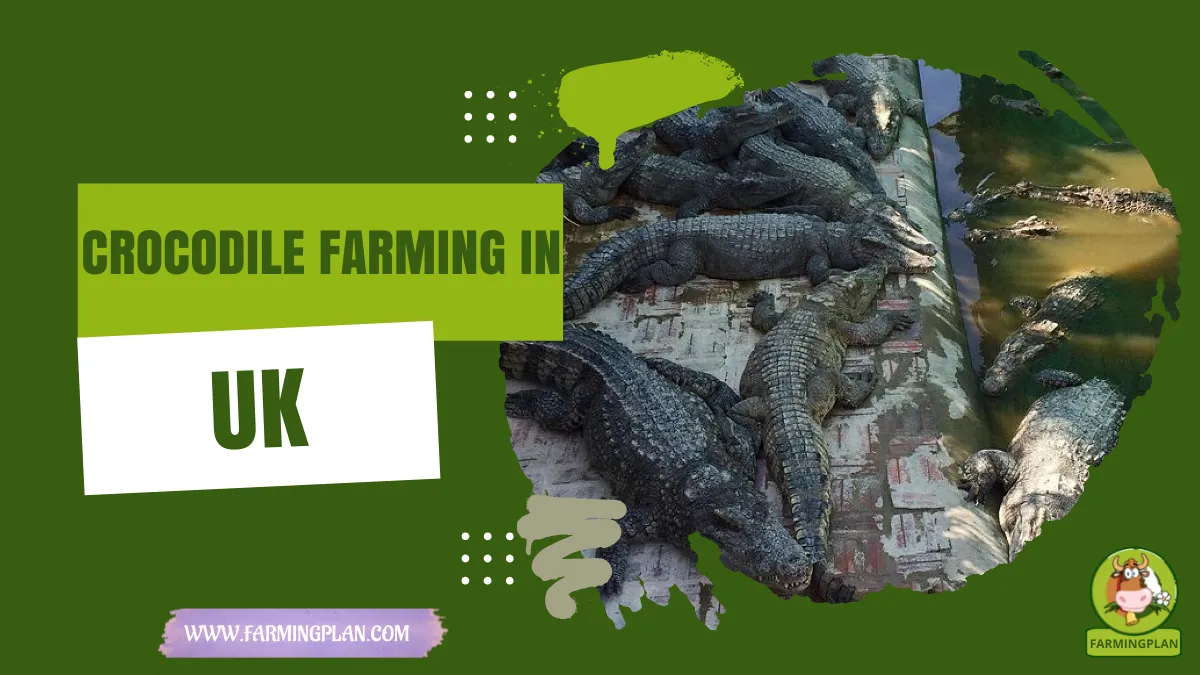 crocodile farming in uk