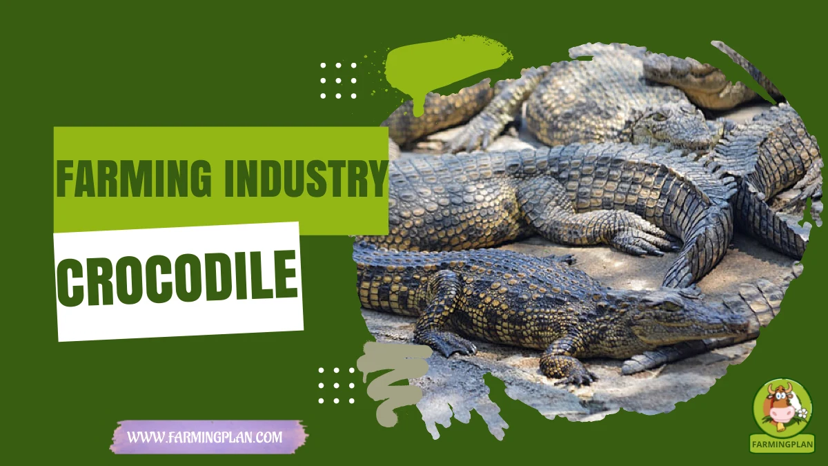 Crocodile Farming Industry