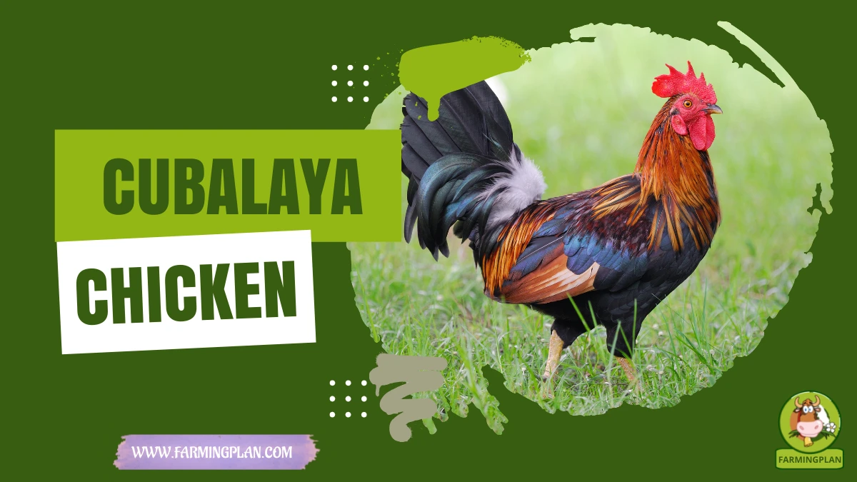 cubalaya chicken