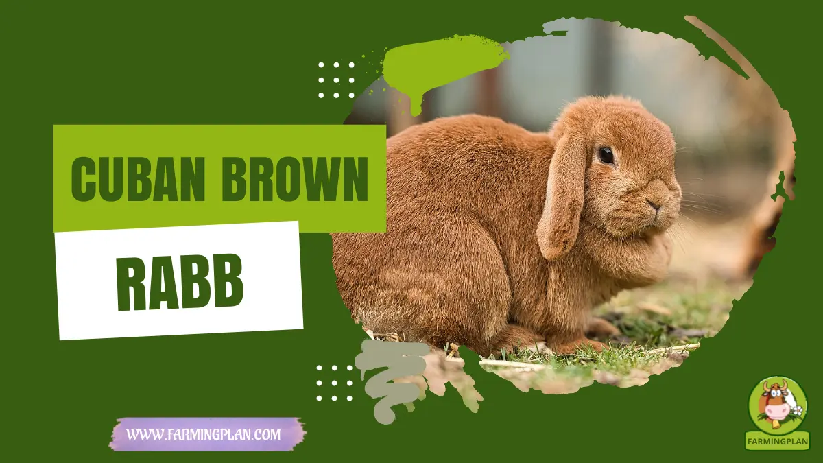 cuban brown rabbit