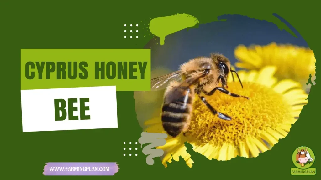 Cyprus Honey Bee