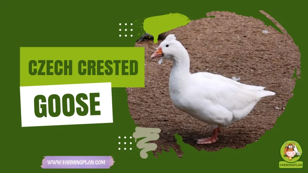 czech crested goose