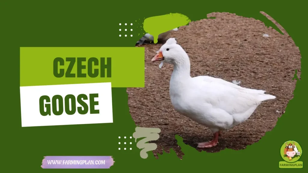 Czech Goose