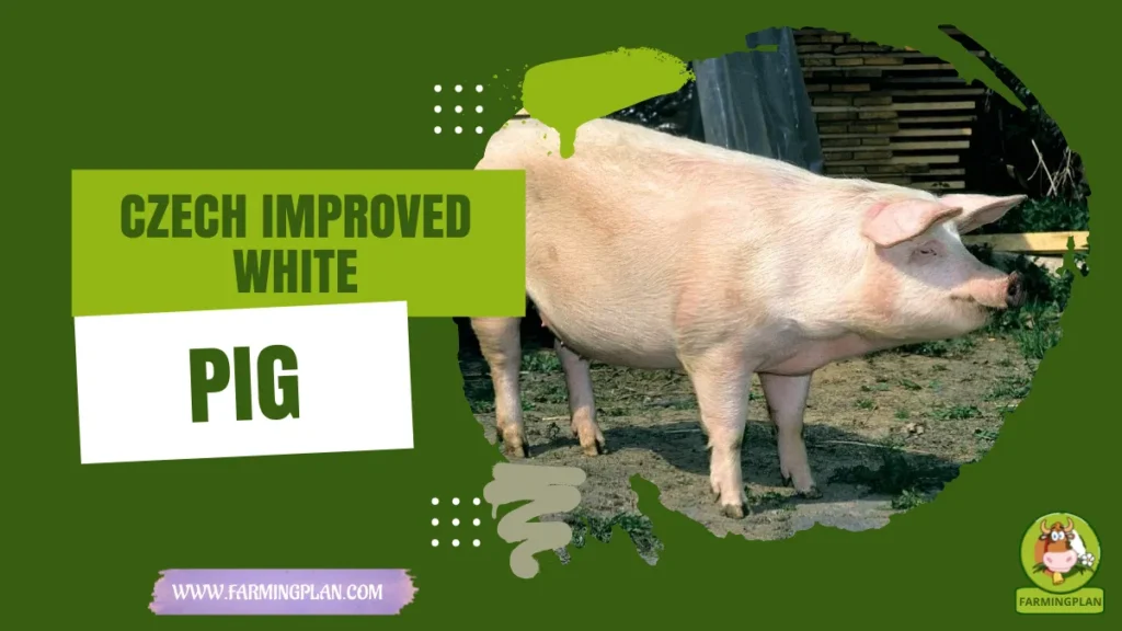 Czech Improved White Pig