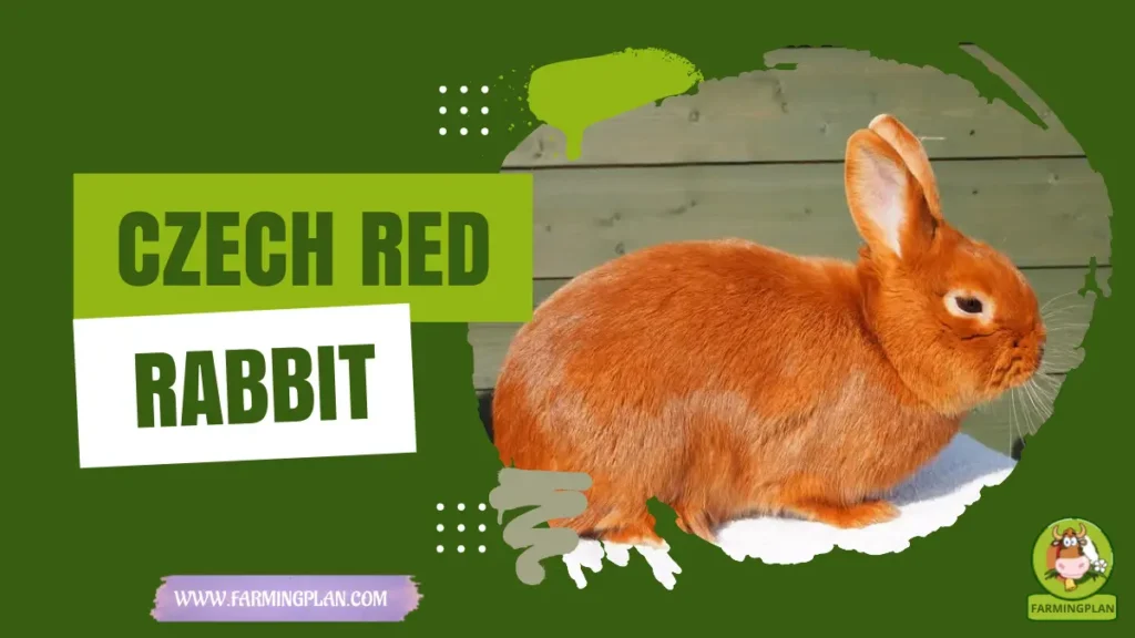 Czech Red Rabbit