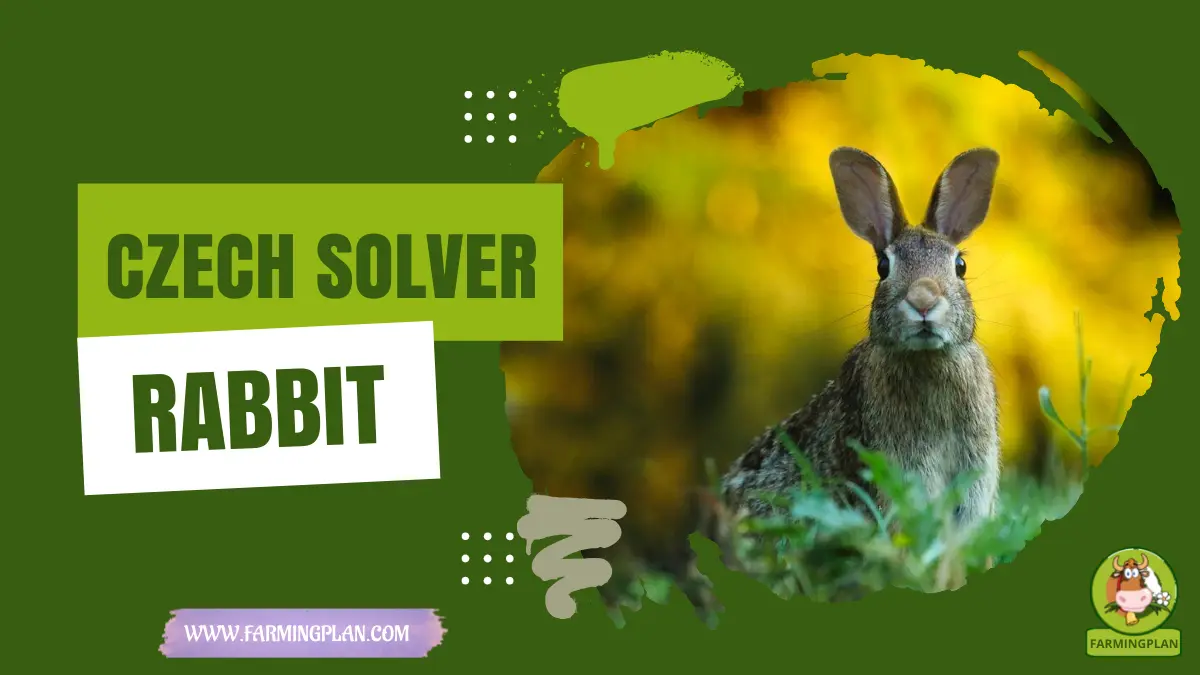 czech solver rabbit