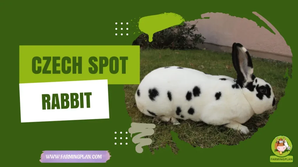 Czech Spot Rabbit