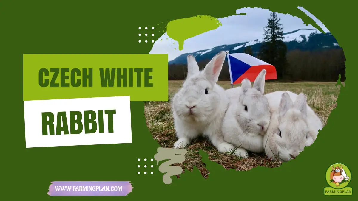czech white rabbit