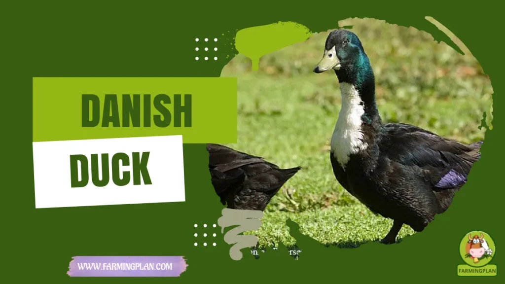 danish duck