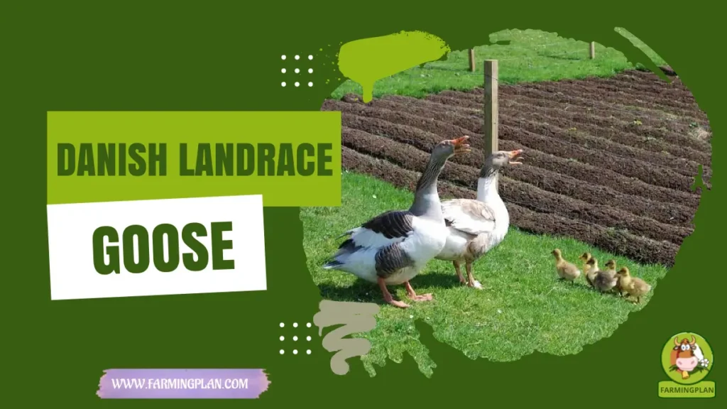 Danish Landrace Goose
