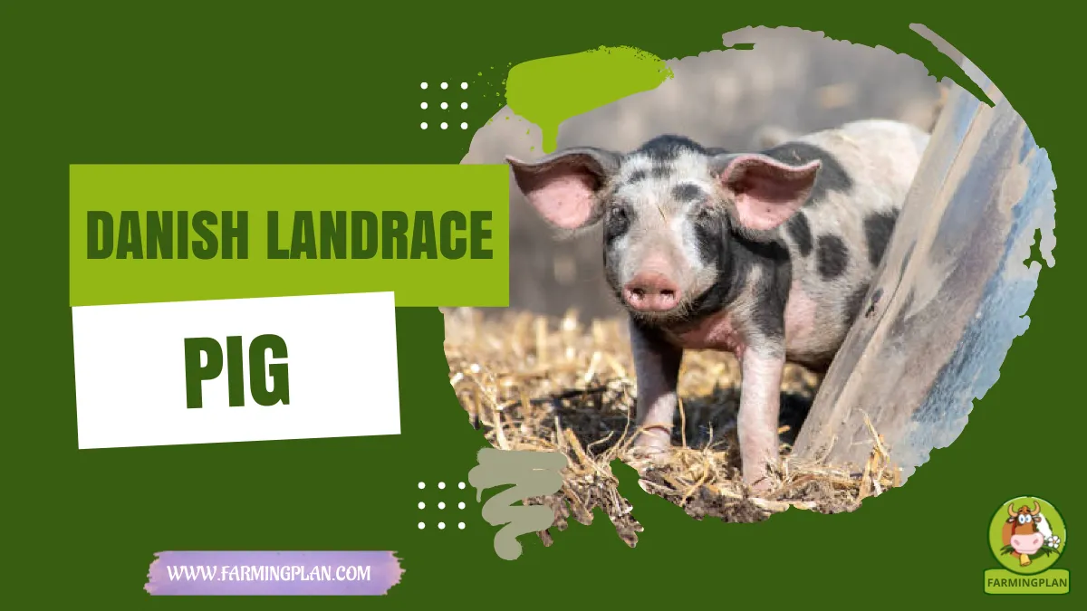 danish landrace pig