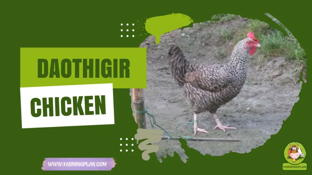 daothigir chicken