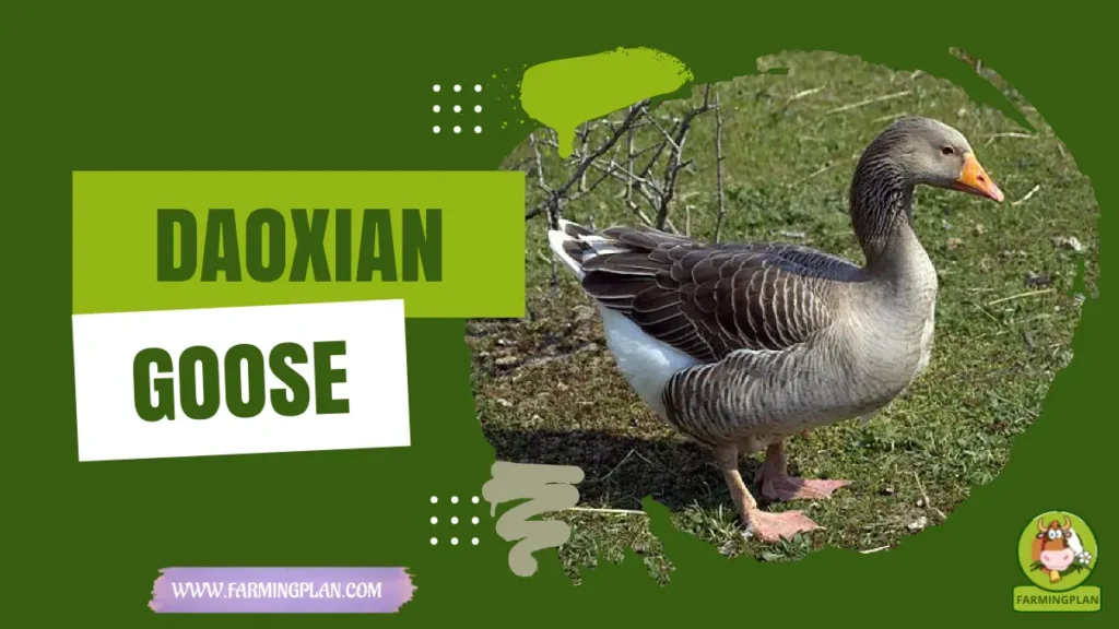 Daoxian Goose