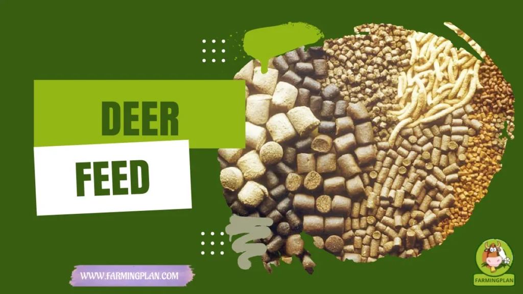 deer feed
