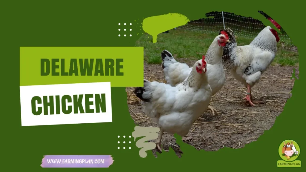 delaware chicken