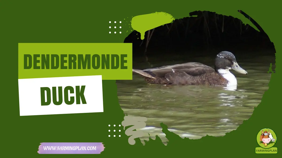 dendermonde duck