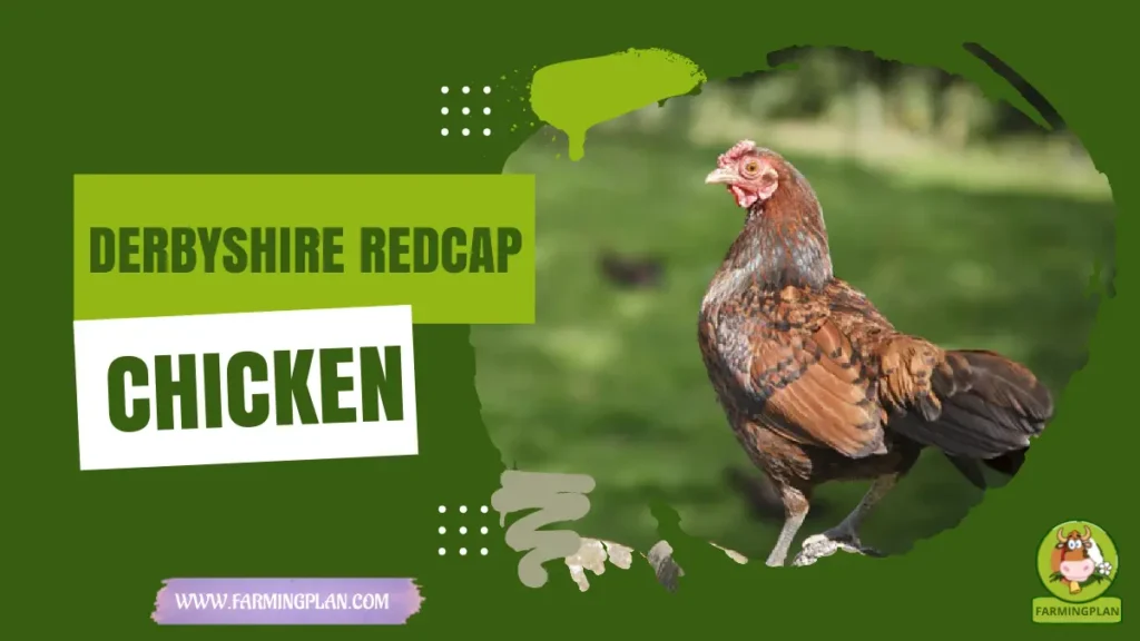 Derbyshire Redcap Chicken