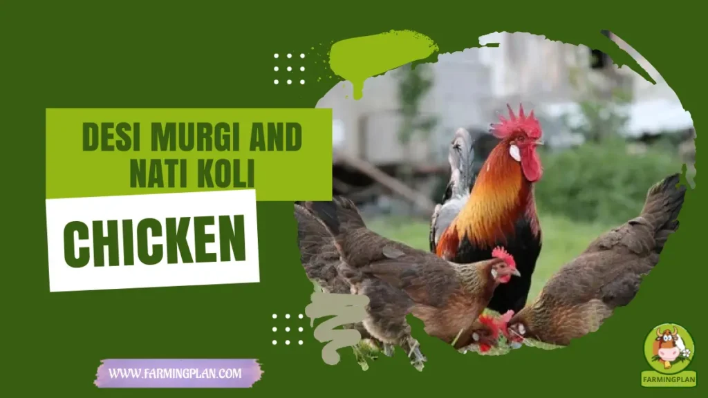 desi murgi and nati koli chicken