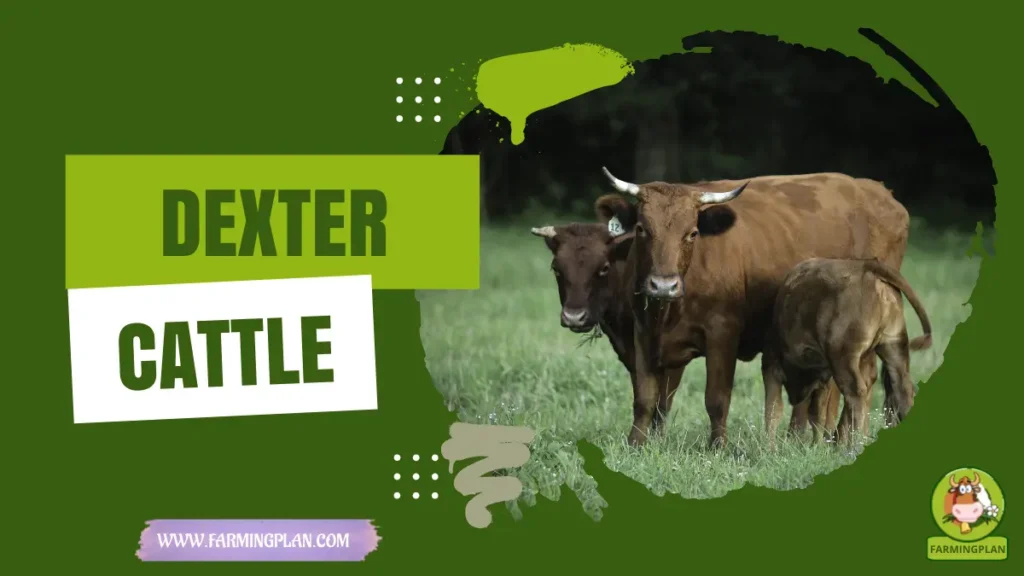 dexter cattle