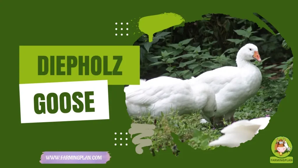 Diepholz Goose