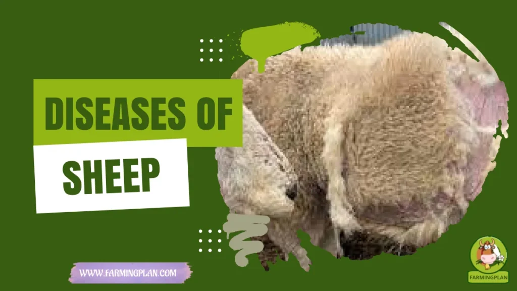diseases of sheep
