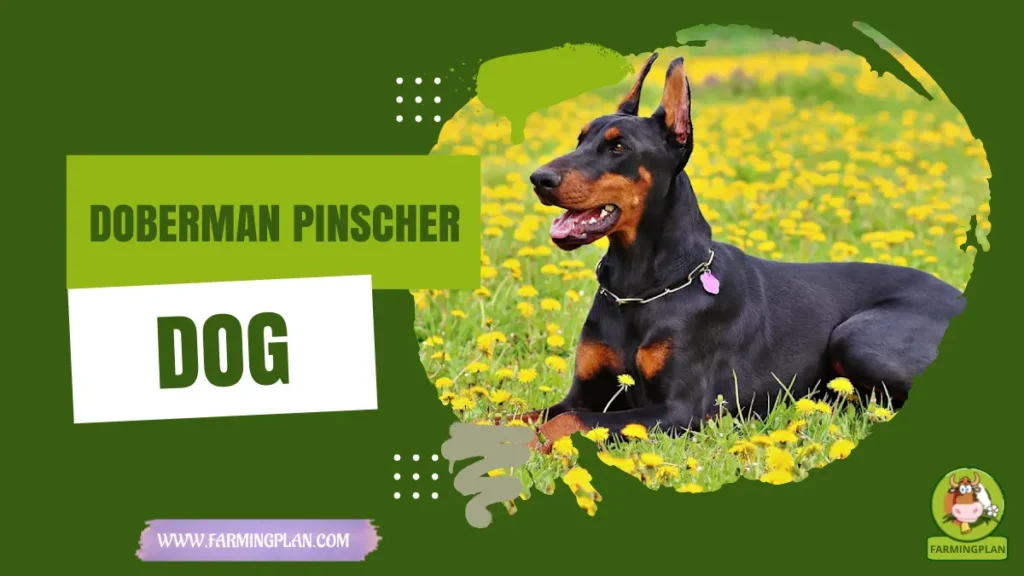 doberman pinscher dog