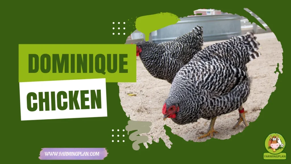 Dominique Chicken