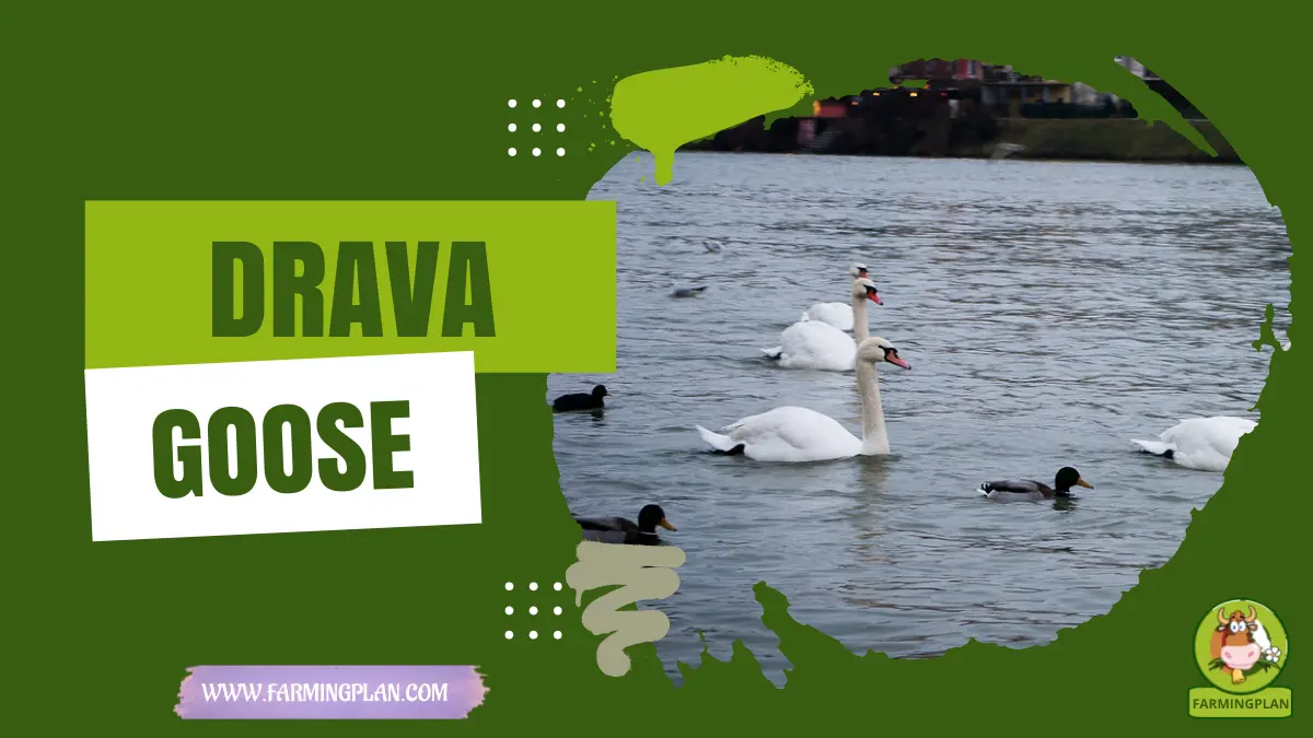 drava goose