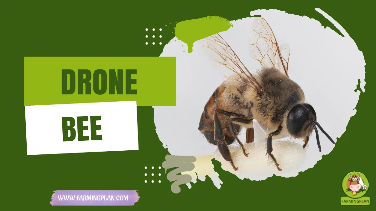 drone bee
