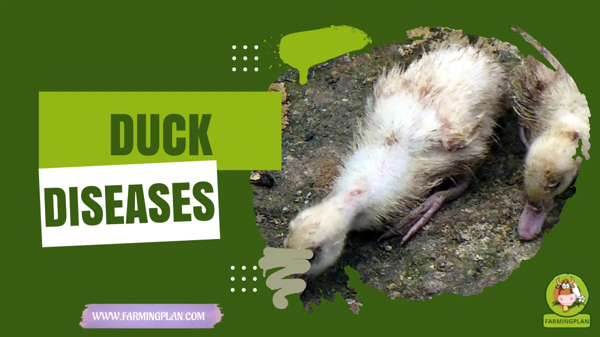 duck diseases