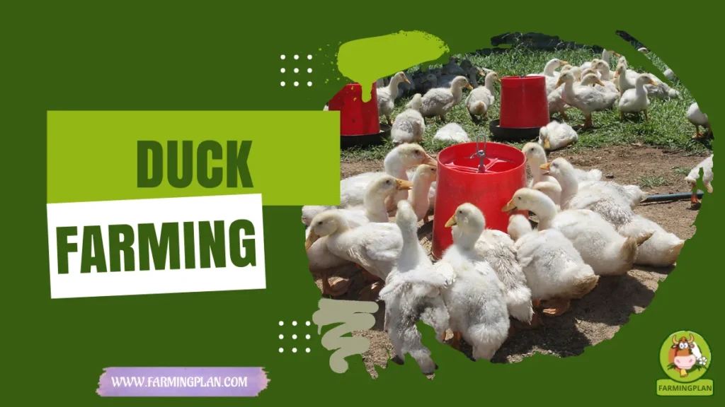 duck farming
