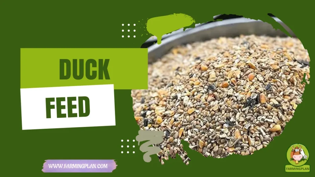 duck feed