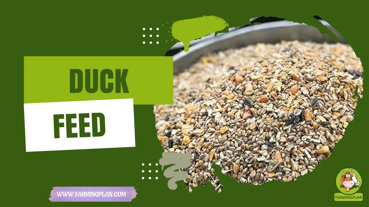 duck feed