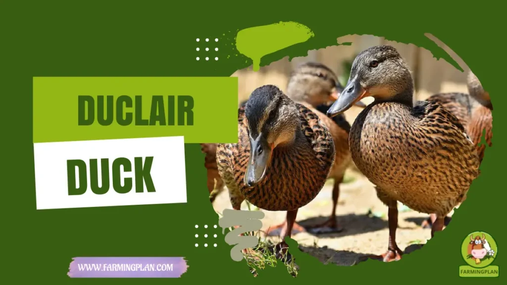 duclair duck