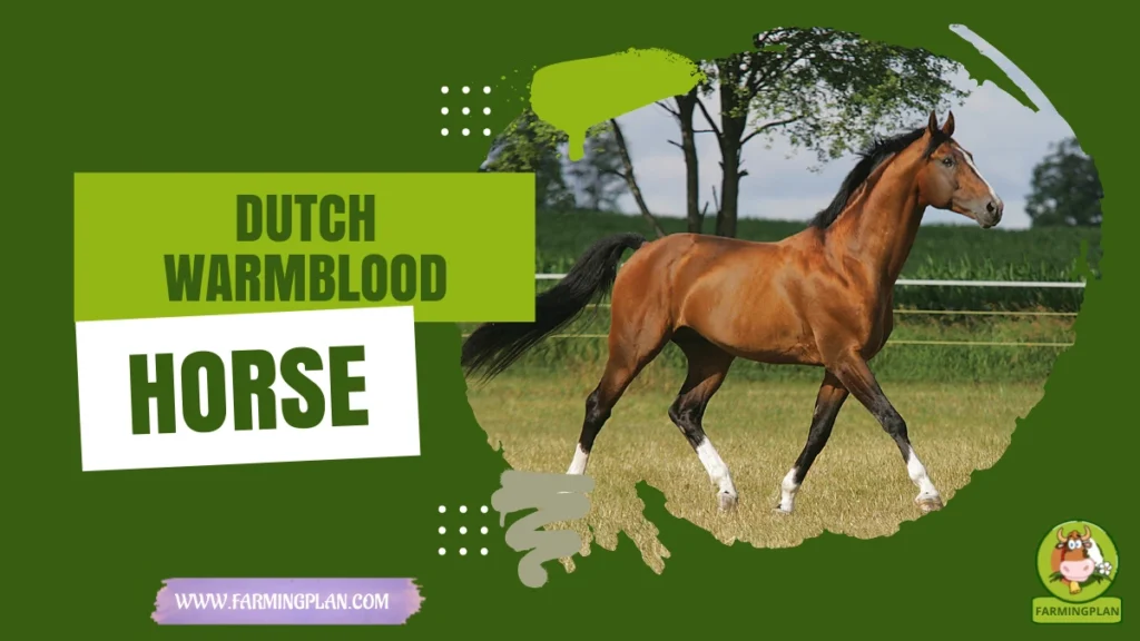 dutch warmblood horse