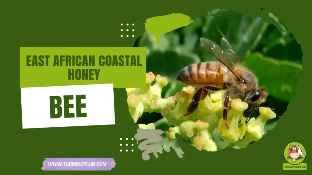 East African Coastal Honey Bee