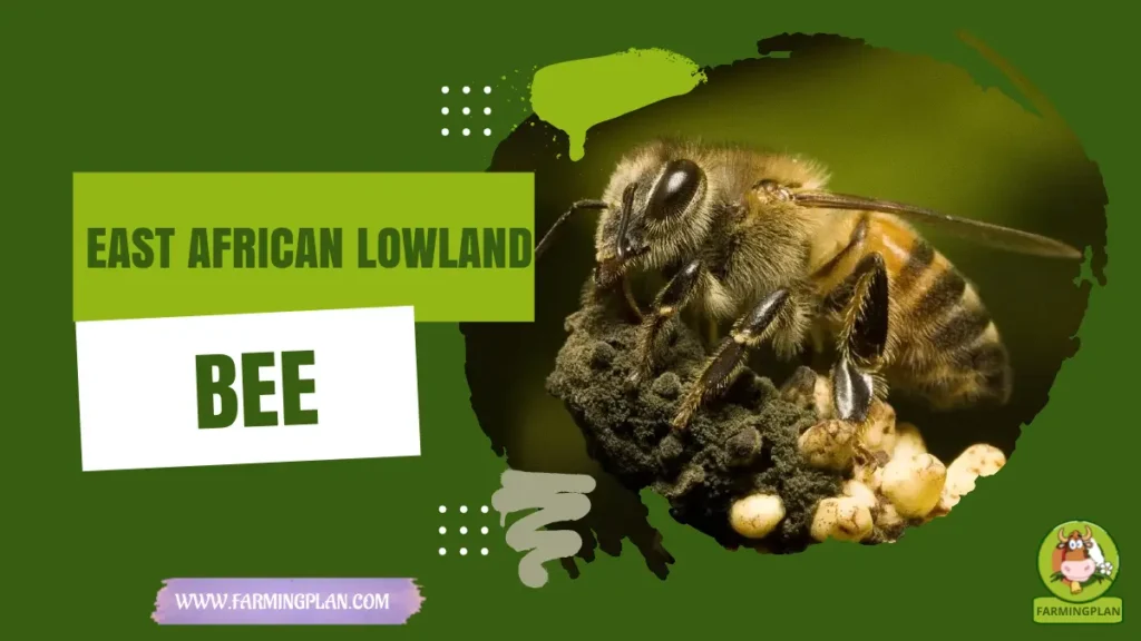 east african lowland honey bee
