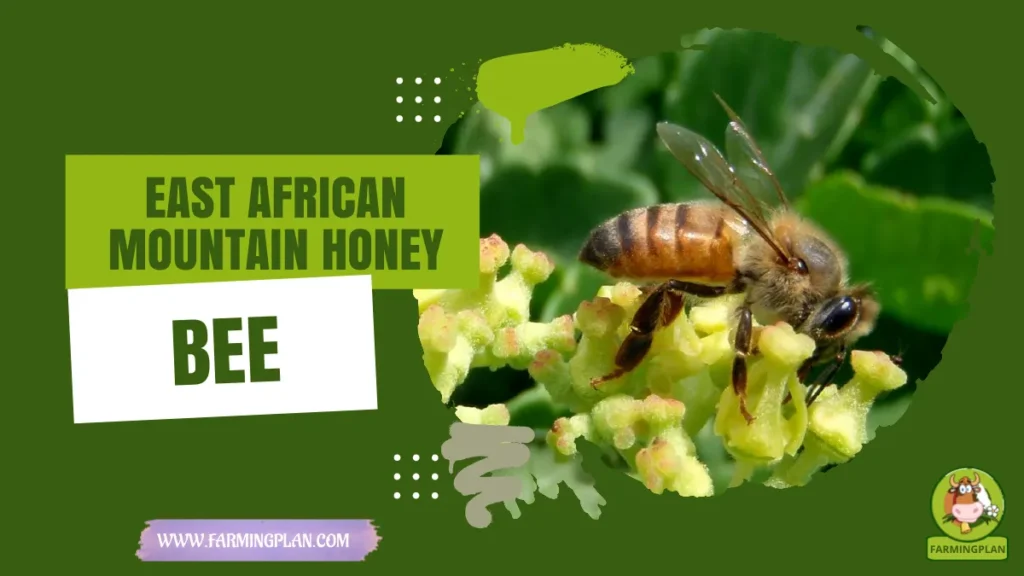 East African Mountain Honey Bee