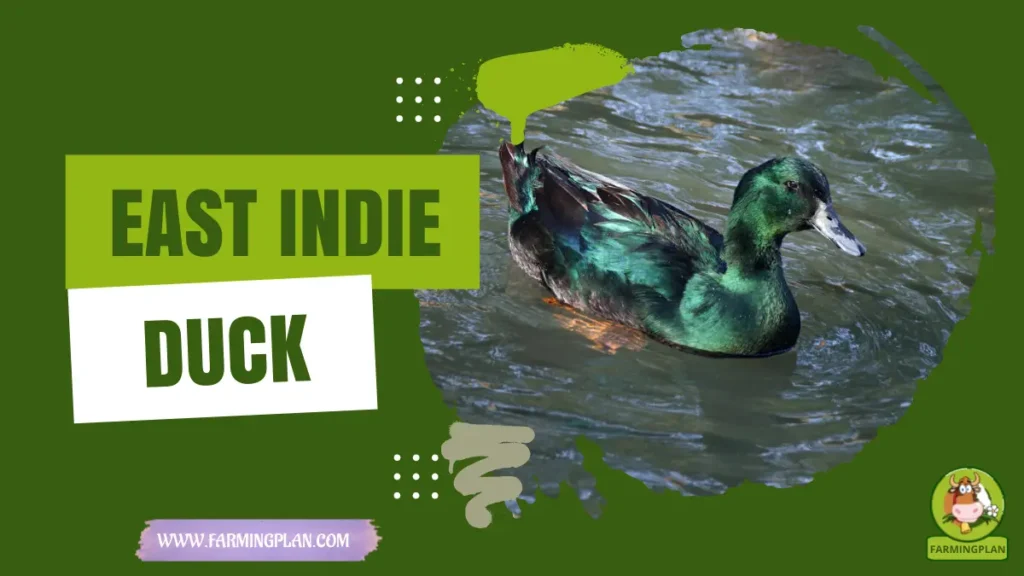 east indie duck