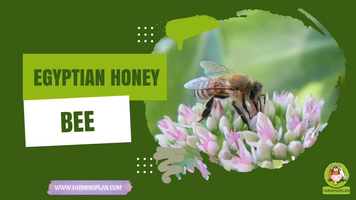 egyptian honey bee