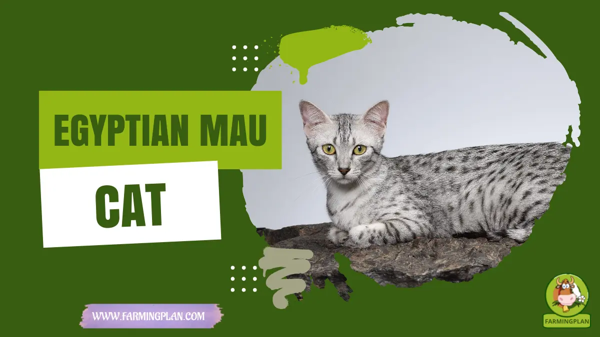 egyptian mau cat