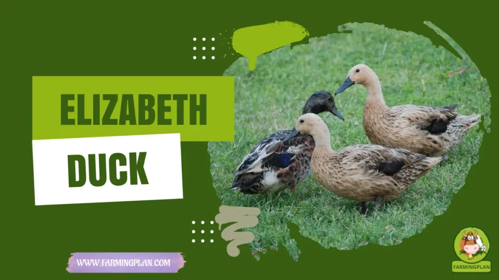 Elizabeth Duck