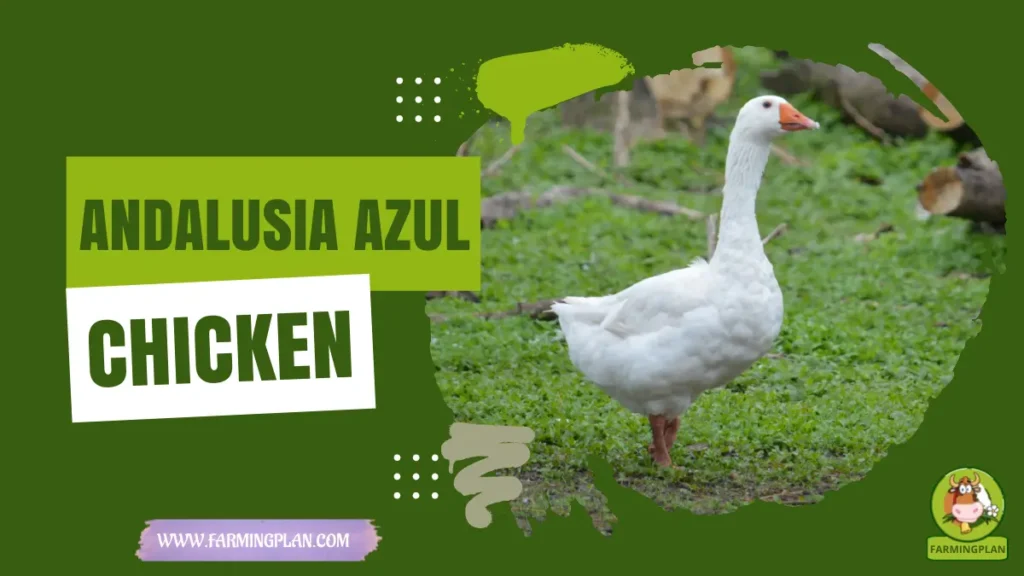 Embden Goose