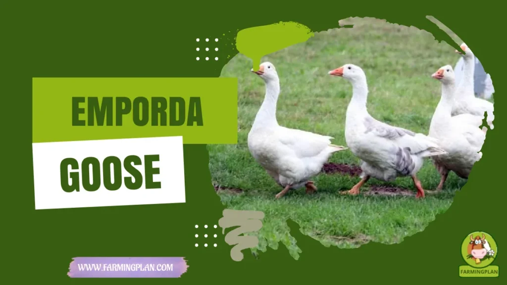 emporda goose