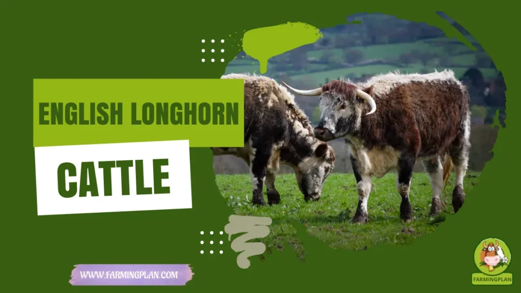 english longhorn cattle