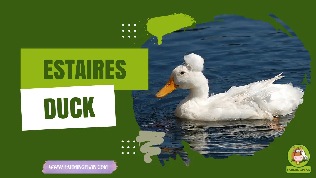 estaires duck