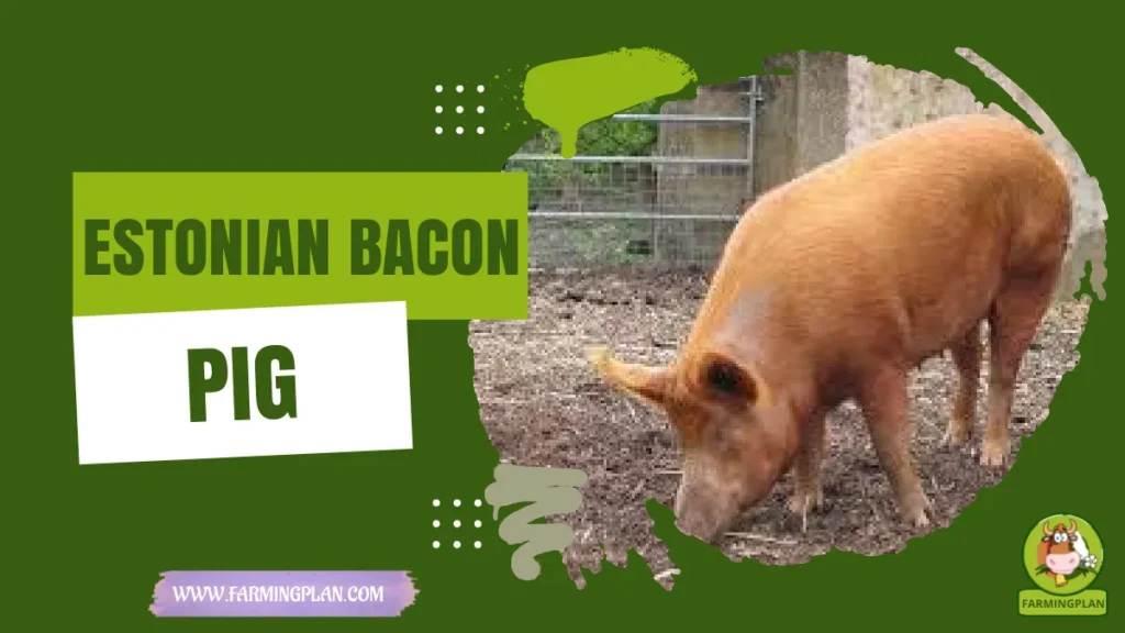 estonian bacon pig