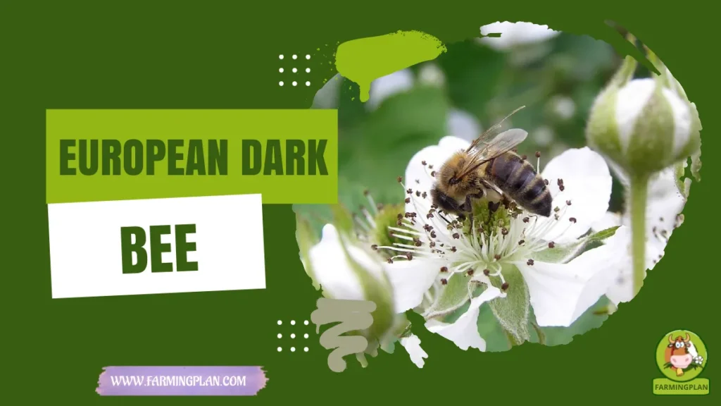 european dark bee