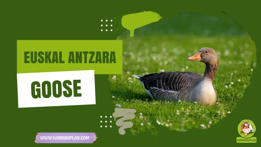 Euskal Antzara Goose