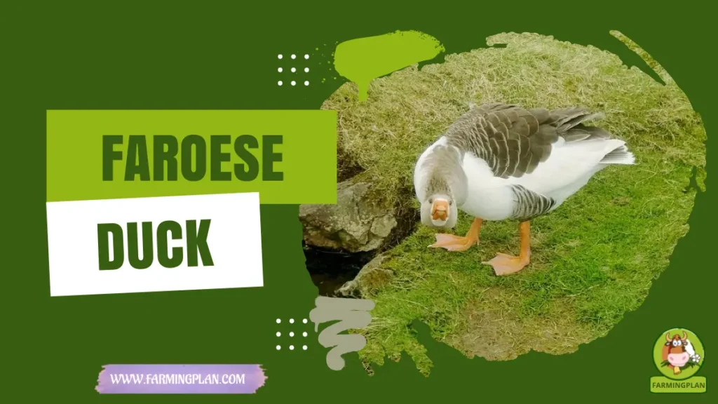 faroese duck